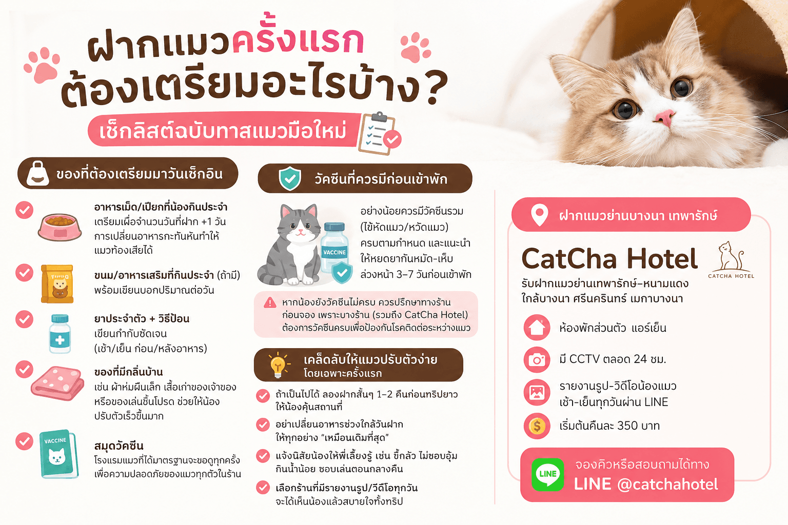 ฝากแมวครั้งแรกต้องเตรียมอะไรบ้าง? เช็กลิสต์ฉบับทาสแมวมือใหม่